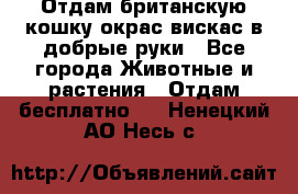 Отдам британскую кошку окрас вискас в добрые руки - Все города Животные и растения » Отдам бесплатно   . Ненецкий АО,Несь с.